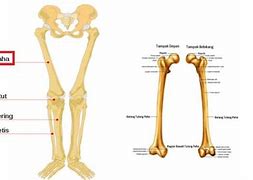 Hip Adalah Bagian Tubuh